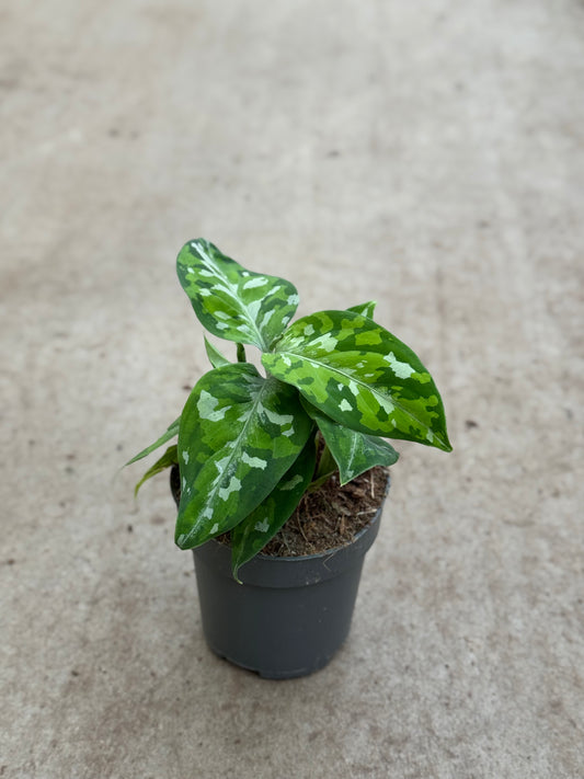 Aglaonema Pictum Tricolor (P10)