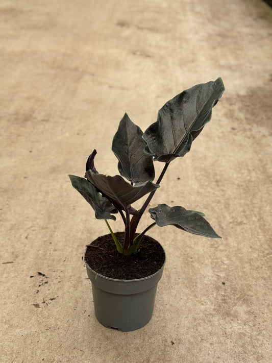 Alocasia Antoro (P14)