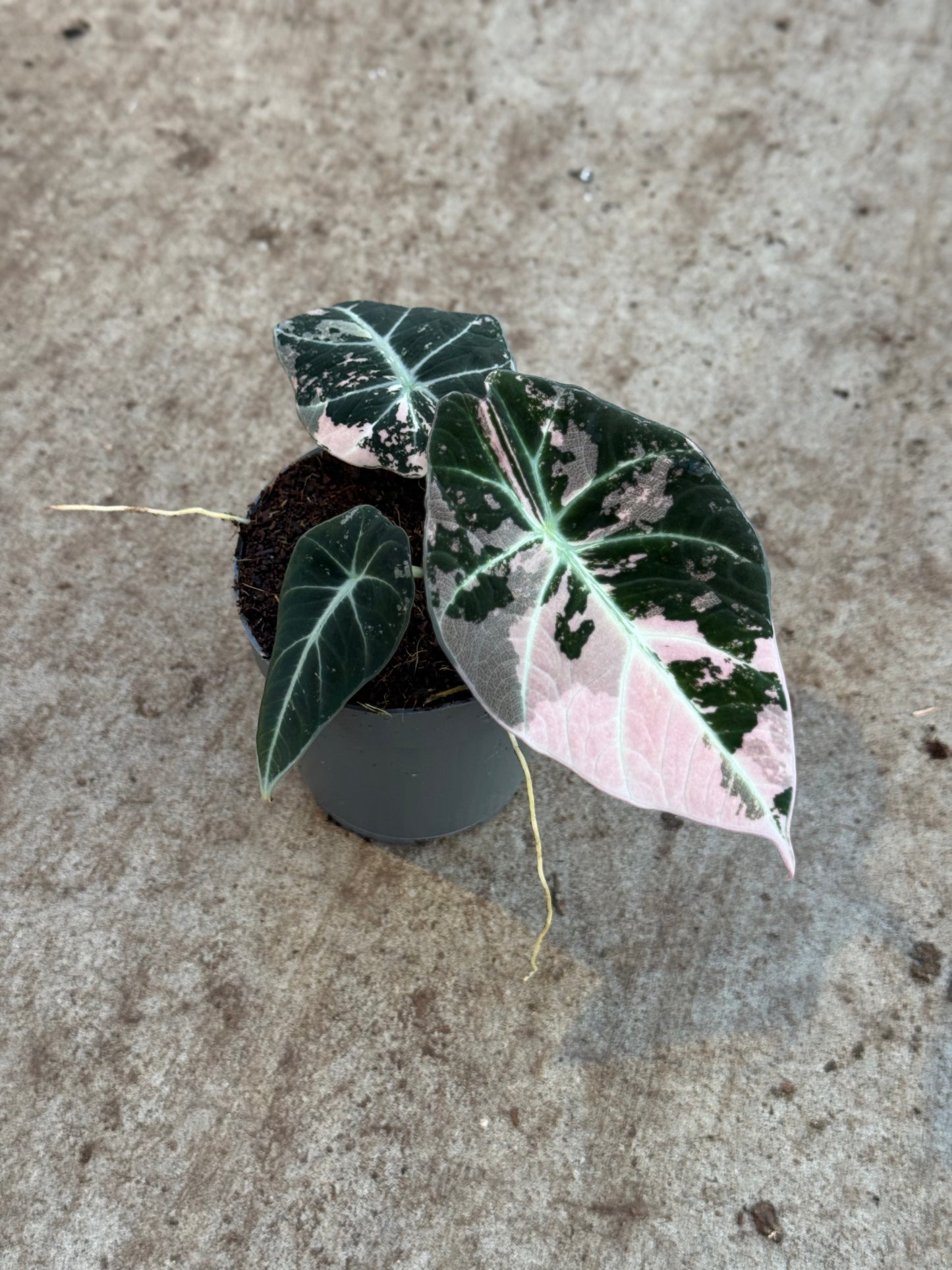 Alocasia Black Velvet Pink (P10)