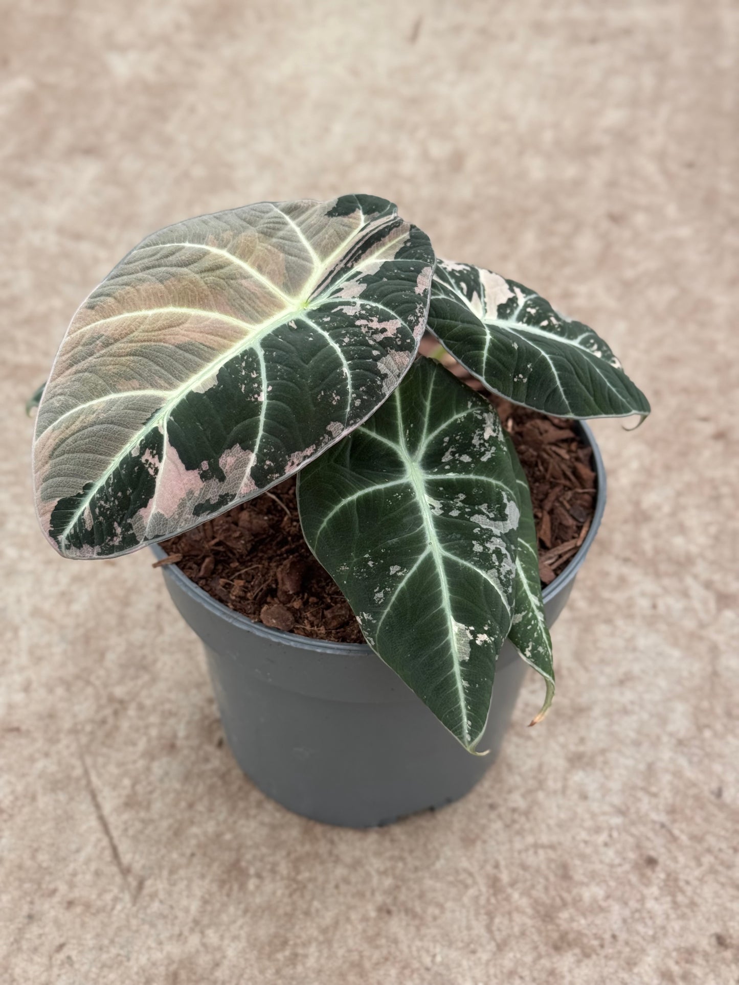 Alocasia Black Velvet Pink (P14)