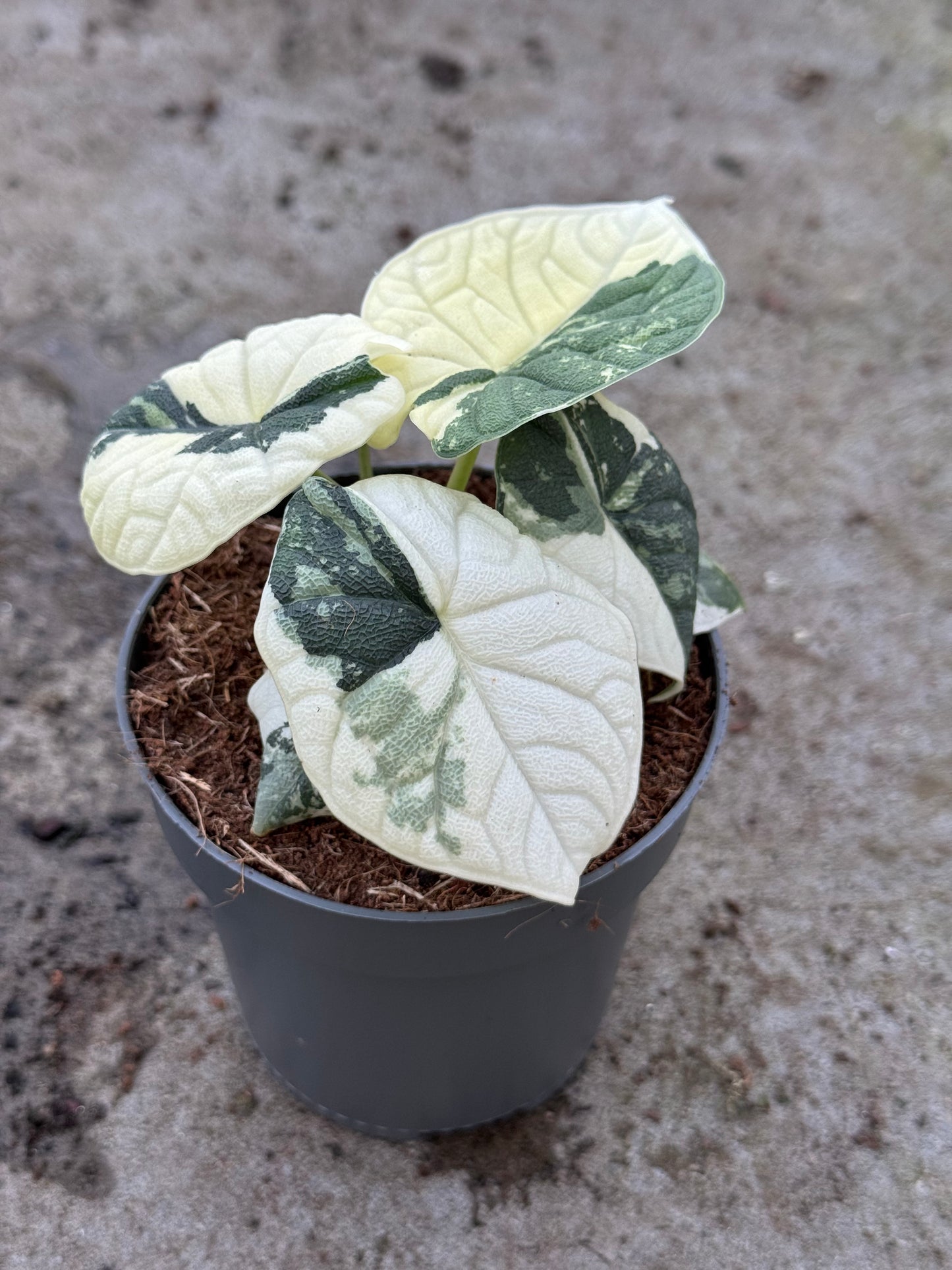 Alocasia Melo Albo Variegata (P14)