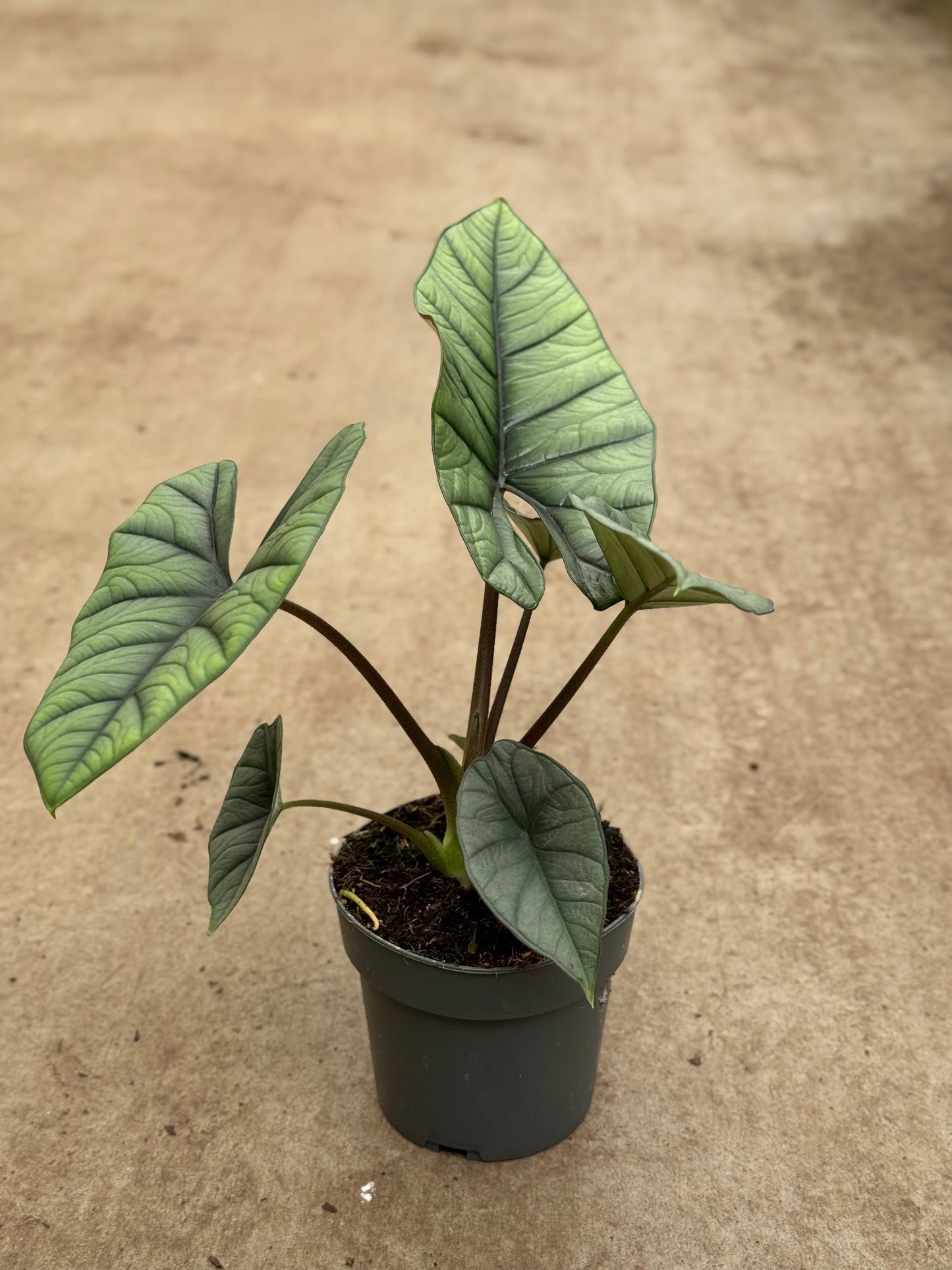 Alocasia Platinum (P14)