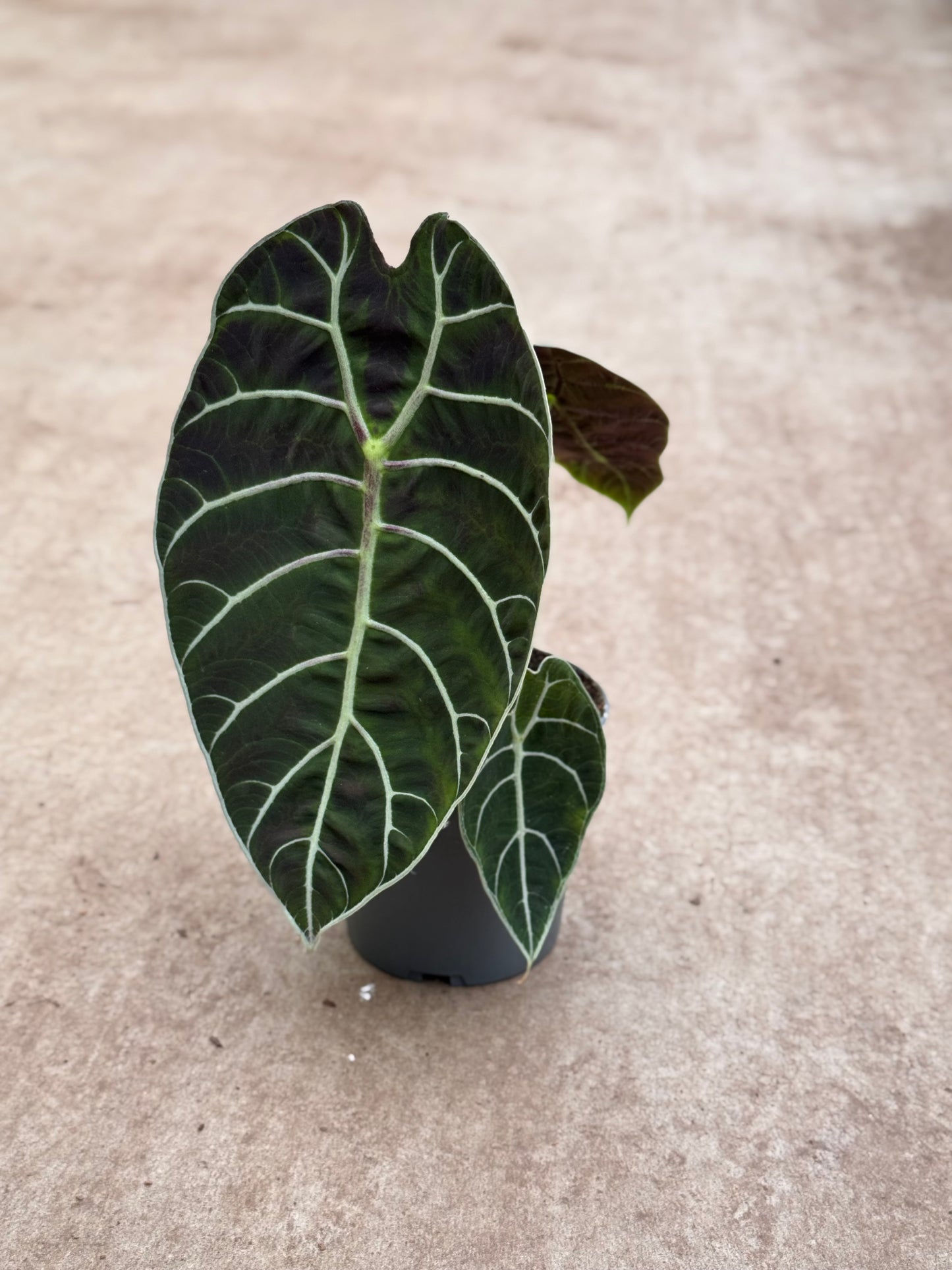Alocasia Pride Of Curup (P14)