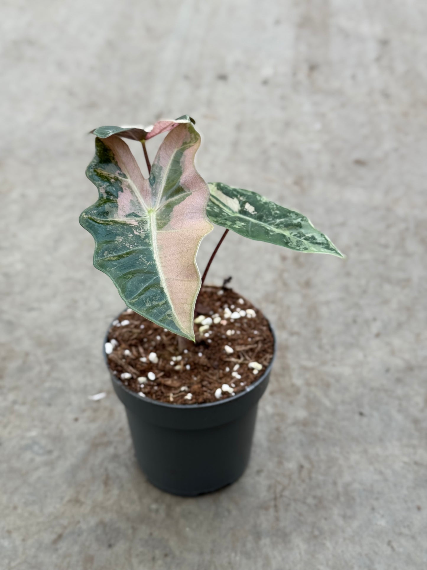 Alocasia Pseudo Sanderiana Pink Variegata (P10)