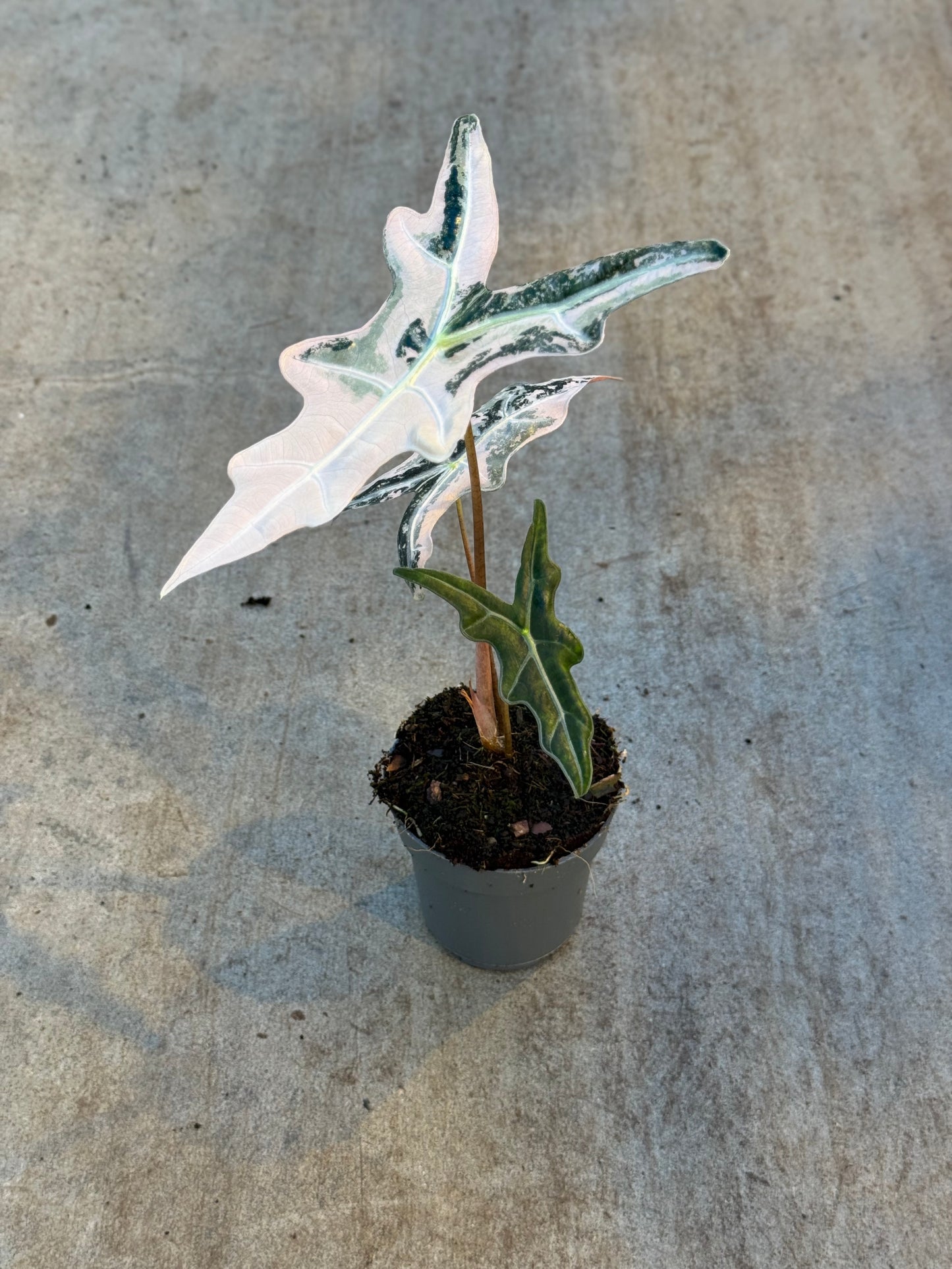 Alocasia Sanderiana Nobilis Pink Variegata (P14)