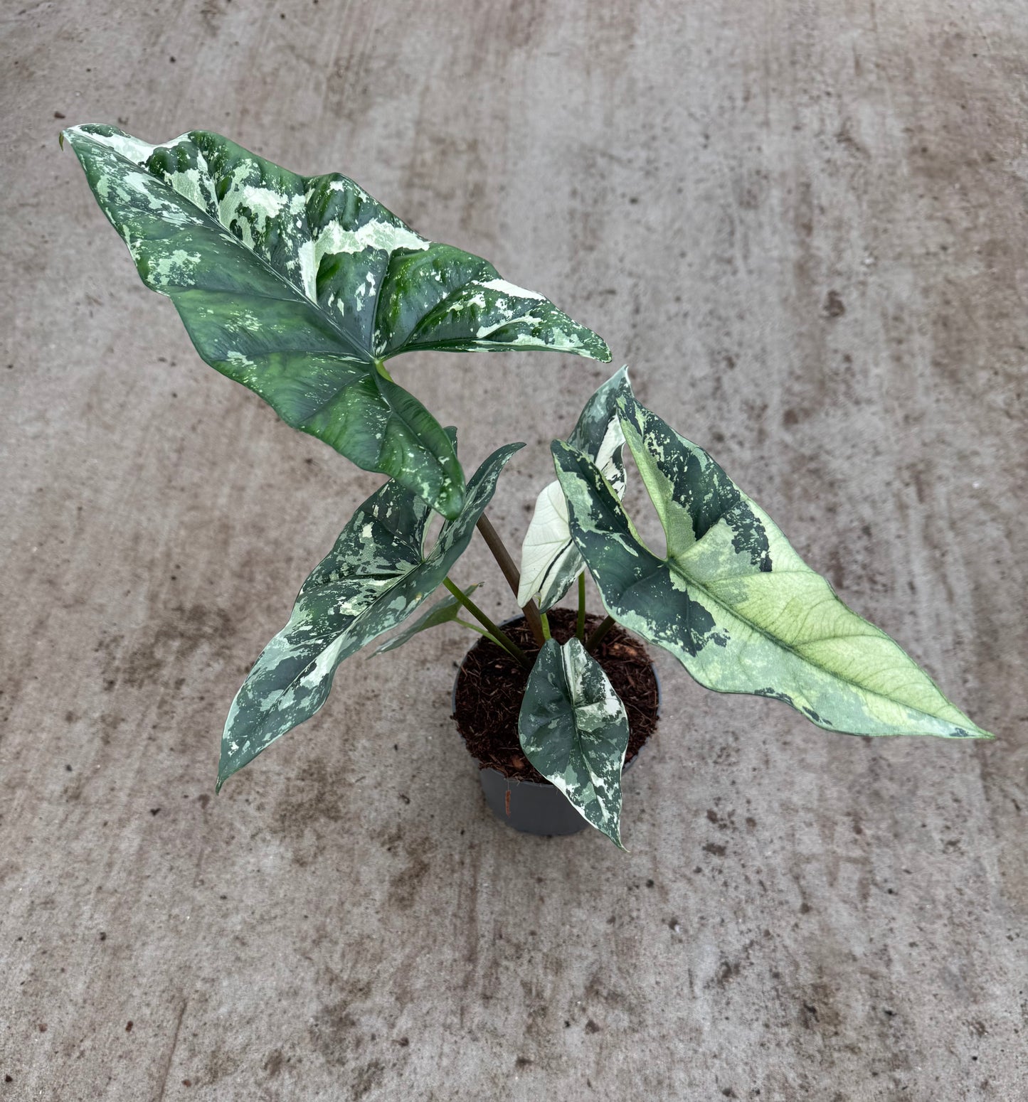 Alocasia Simpo Albo Variegata (P14)