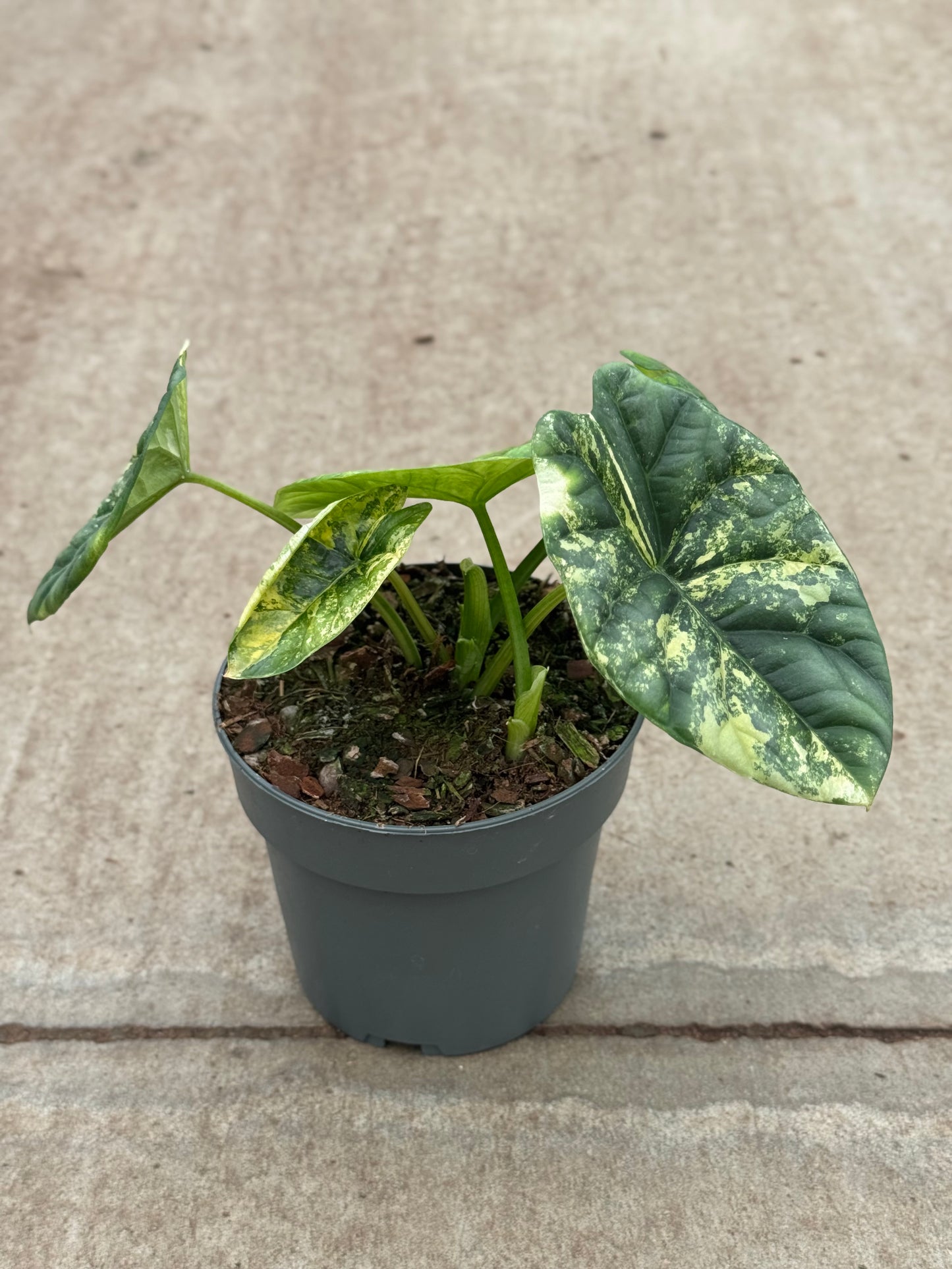 Alocasia Sinuata Aurea Variegata (P10)