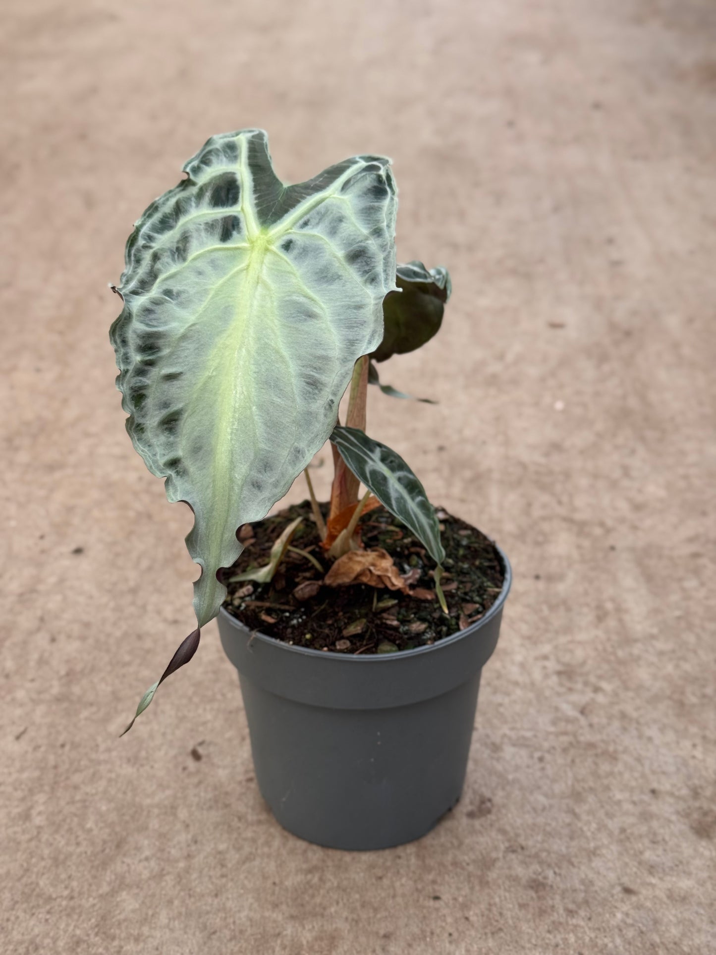 Alocasia Venom (P14)