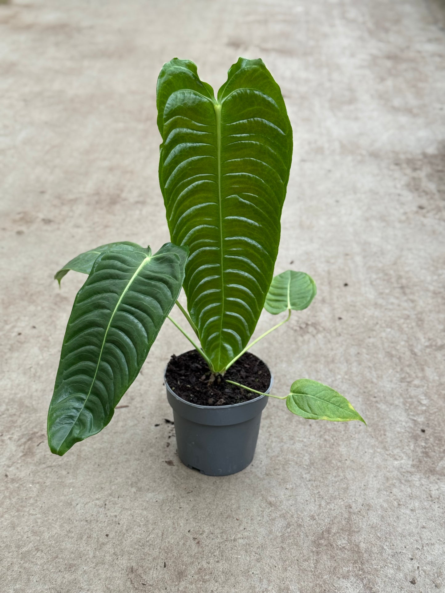Anthurium Veitchii (P14)