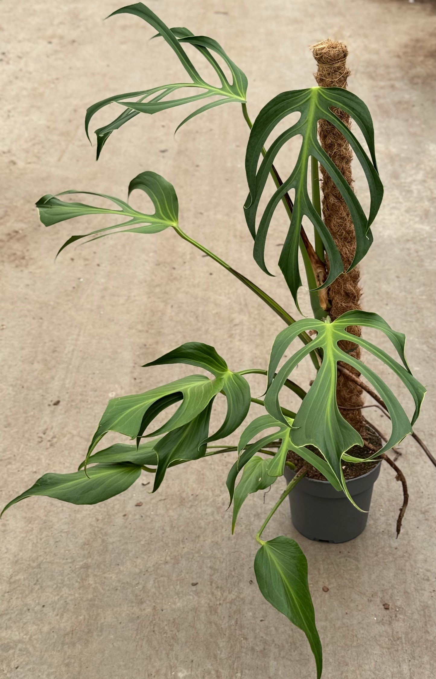 Monstera Burle Marx Flame XL Mospaal (P17)