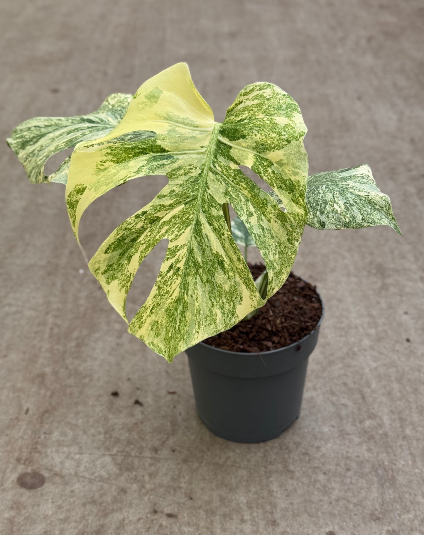 Monstera Legacy (P17)