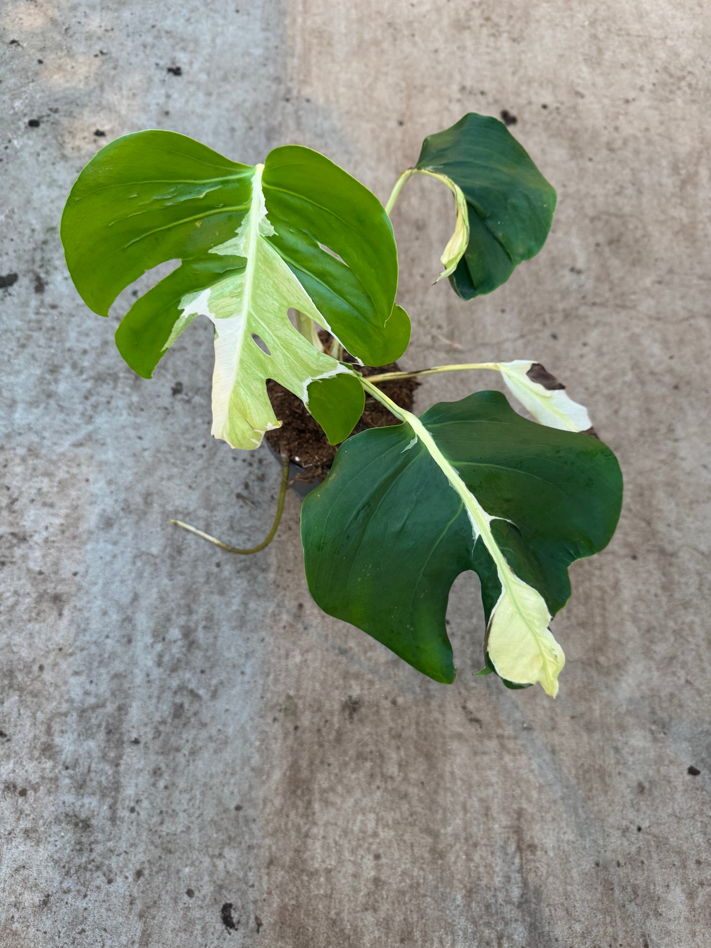 Monstera White Lava (P17)