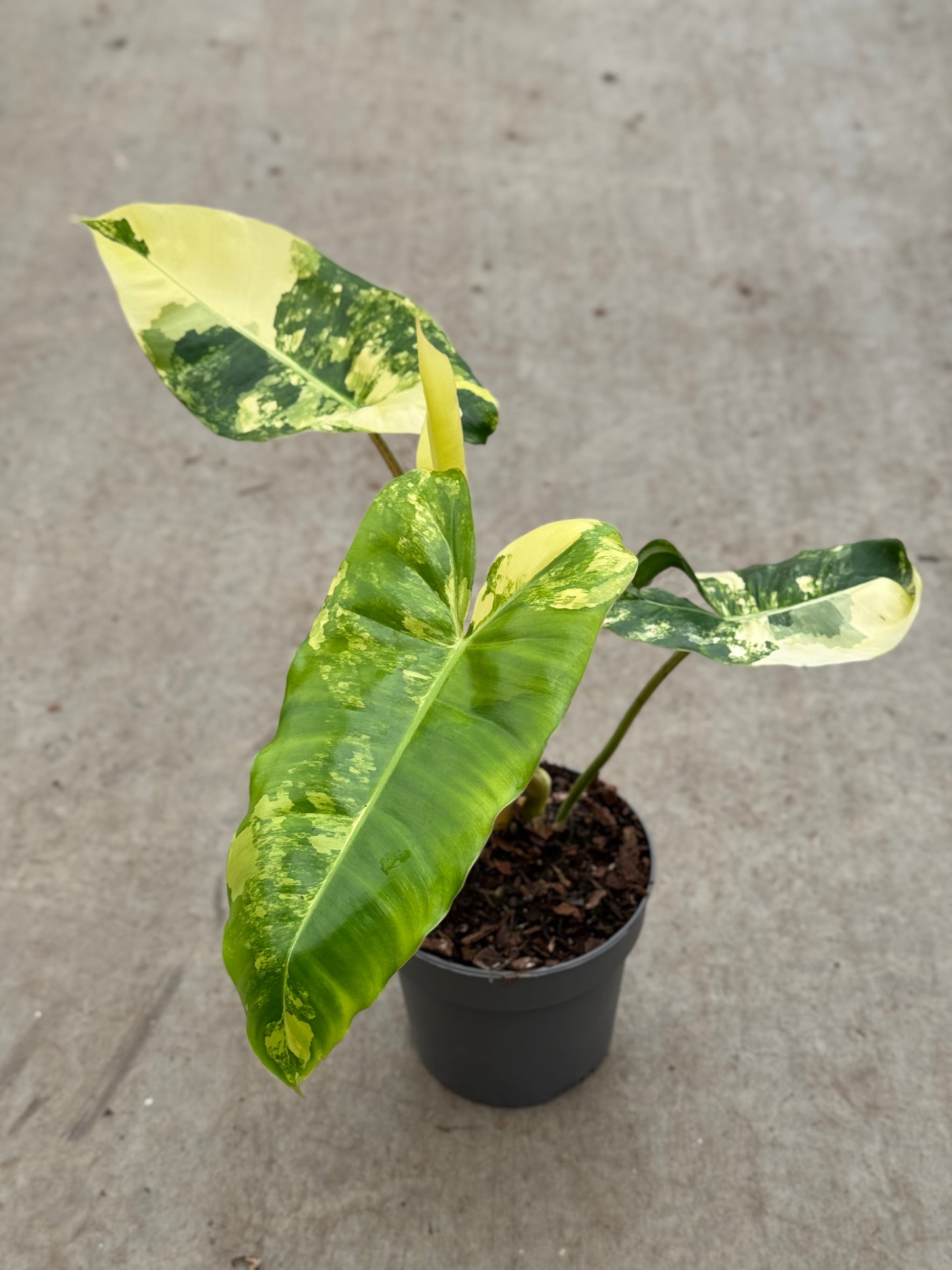 Philodendron Burle Marx Variegata (P14)