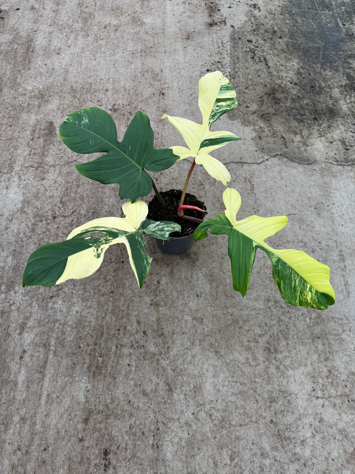 Philodendron Florida Beauty X Squamiferum Variegata (P14)