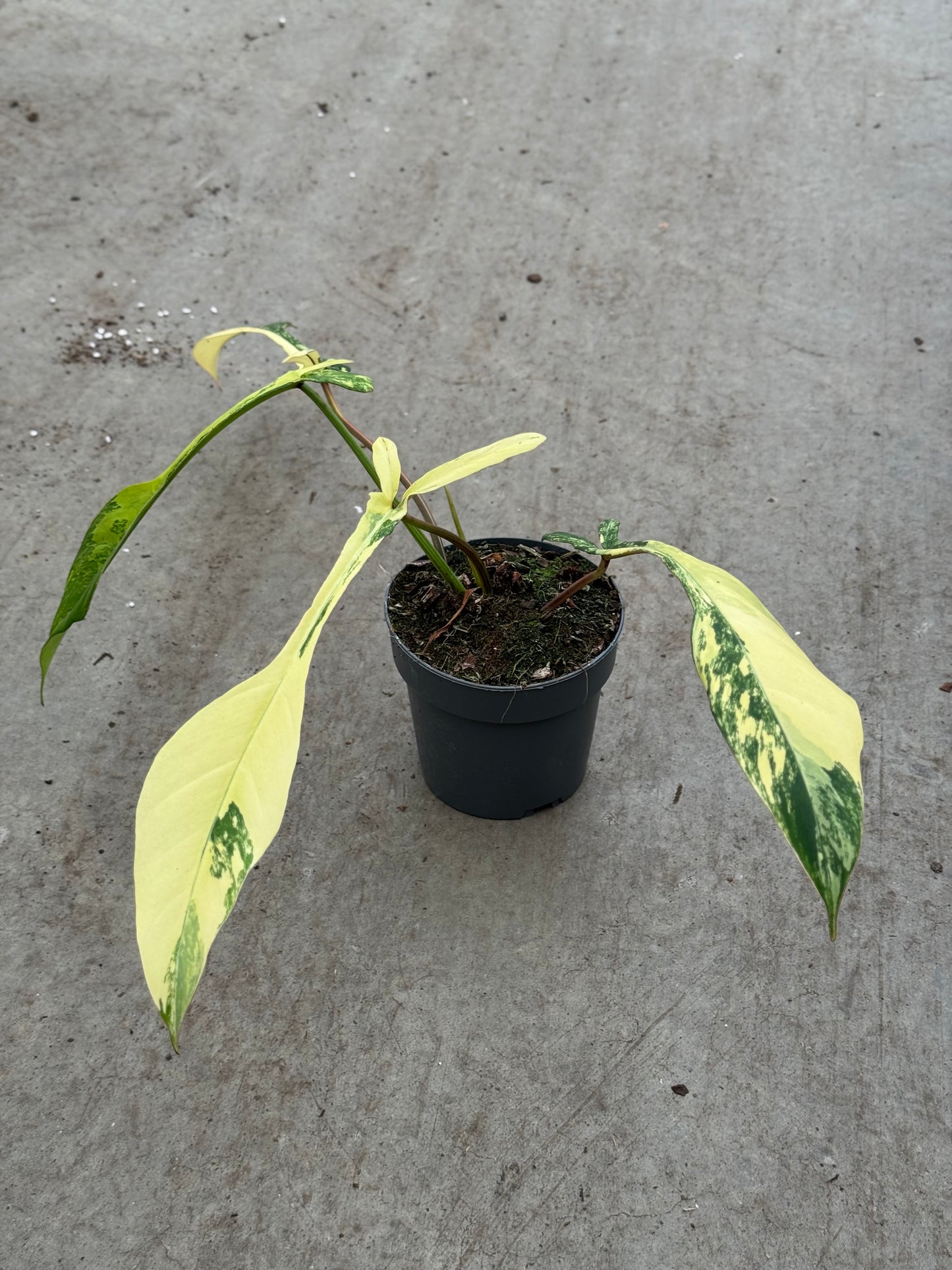 Philodendron Joepii Variegata (P14)