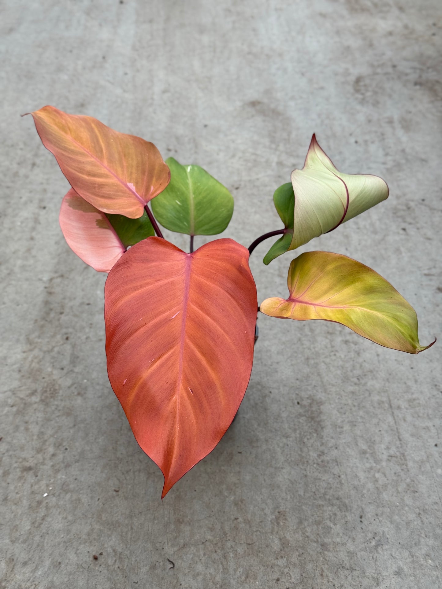 Philodendron Persimmon Princess (P14)