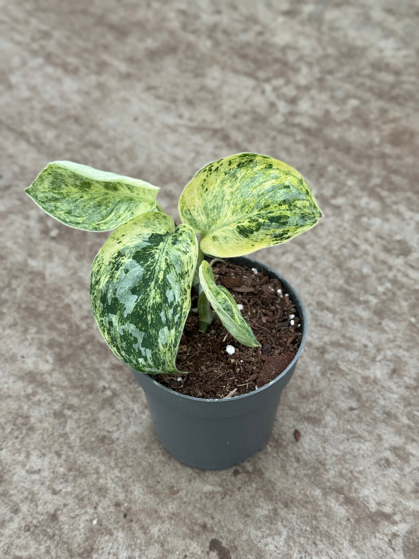 Scindapsus Tembega Extreme (P10)
