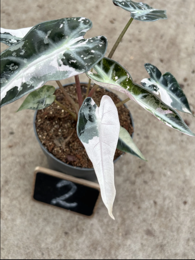 Alocasia Bambino Pink Variegata (P10)