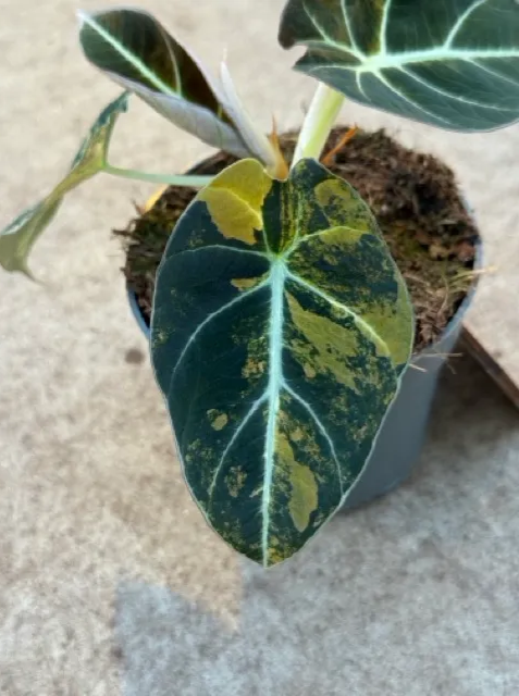Alocasia Black Velvet Gold (P10)