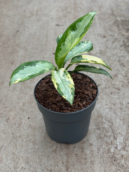 Aglaonema Suvarnabhumi (P14)