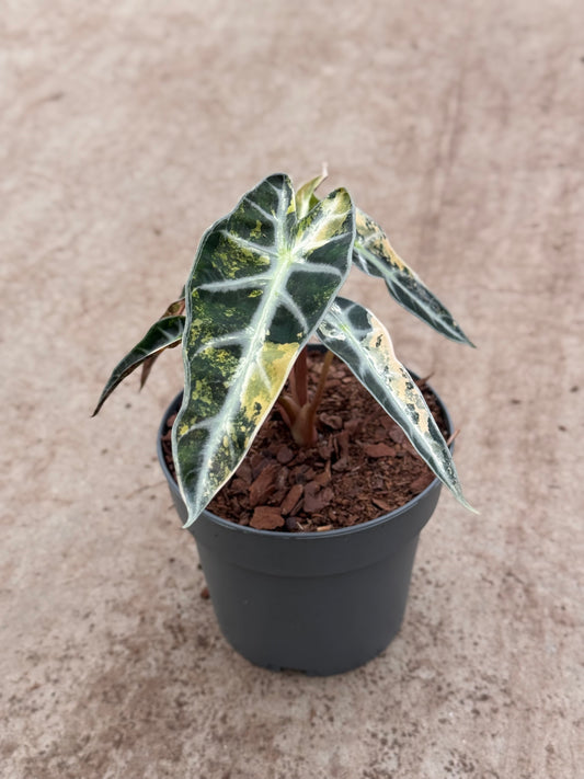 Alocasia Bambino Aurea Variegata (P10)