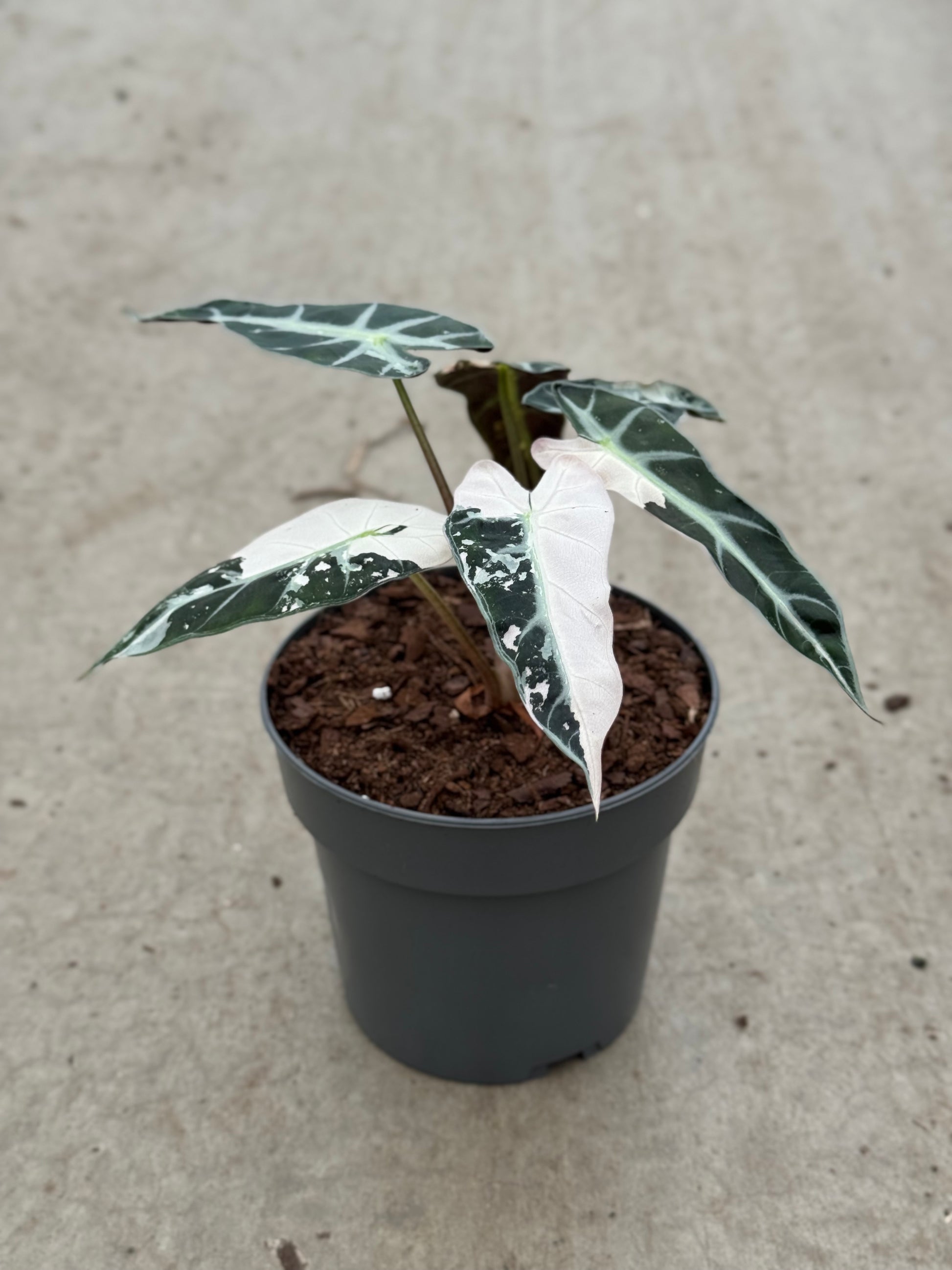 Alocasia Bambino Pink Variegata (P10)