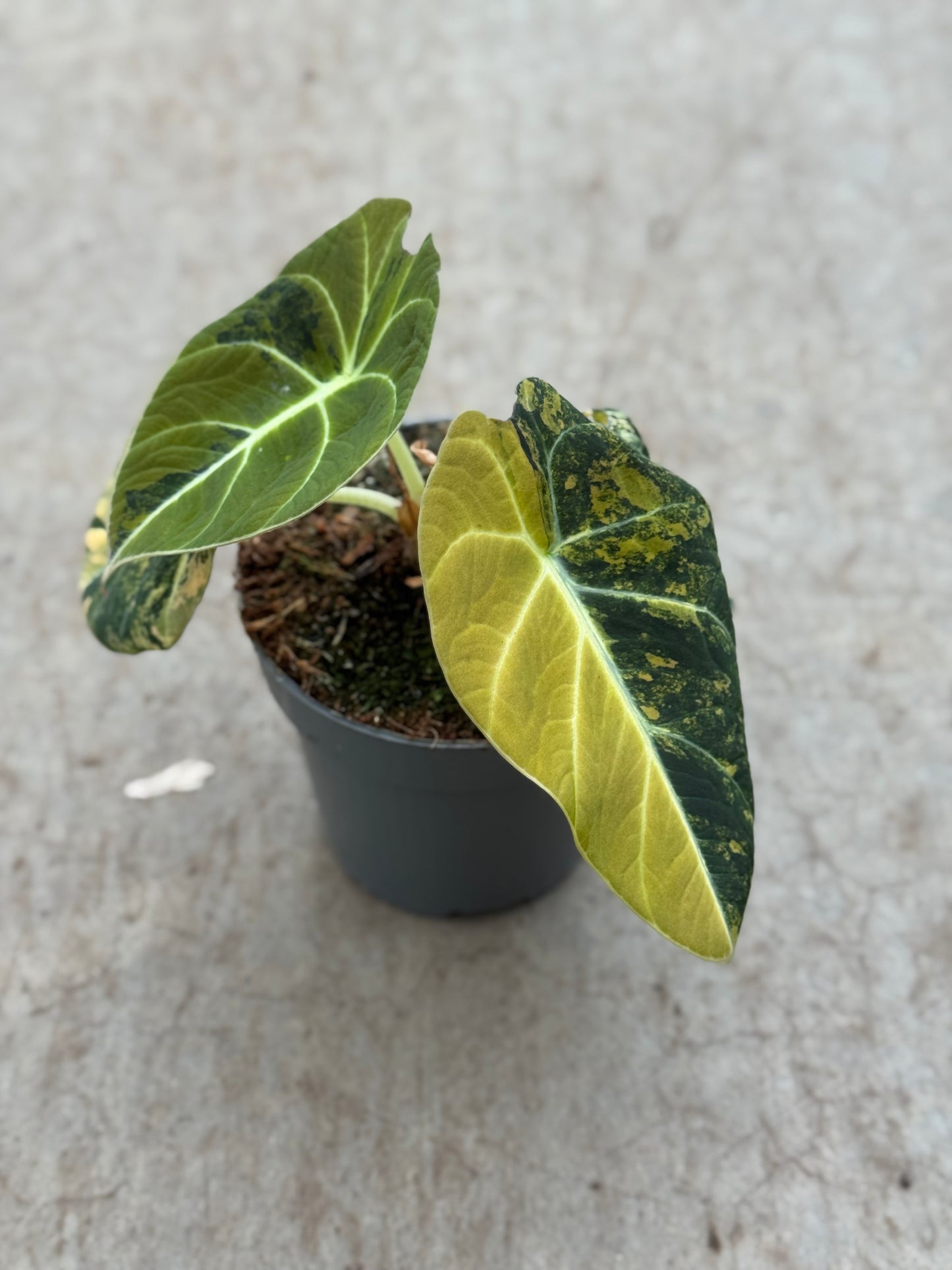 Alocasia Black Velvet Gold (P10)