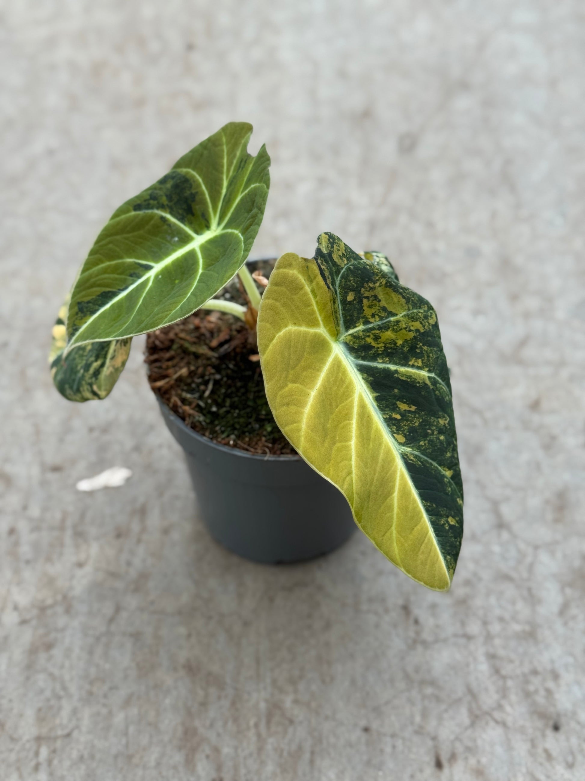 Alocasia Black Velvet Gold (P10)