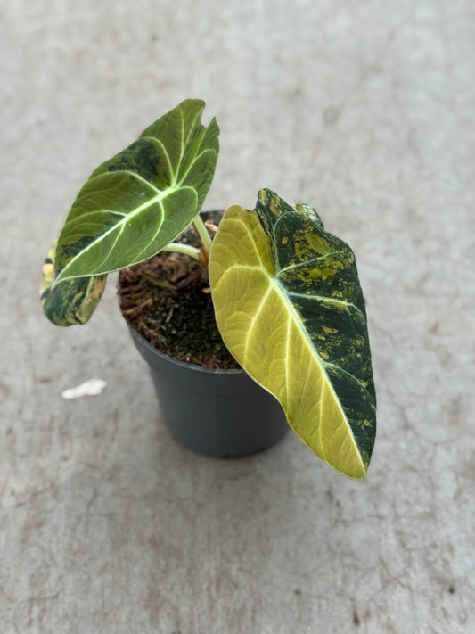 Alocasia Black Velvet Gold (P10)