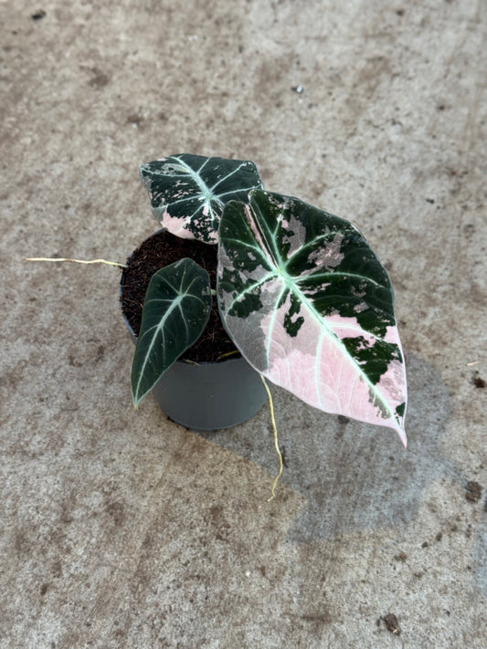 Alocasia Black Velvet Pink (P10)