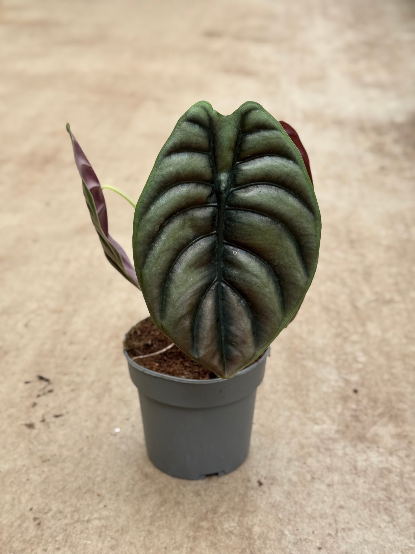 Alocasia Cuprea Red Secret (P14)