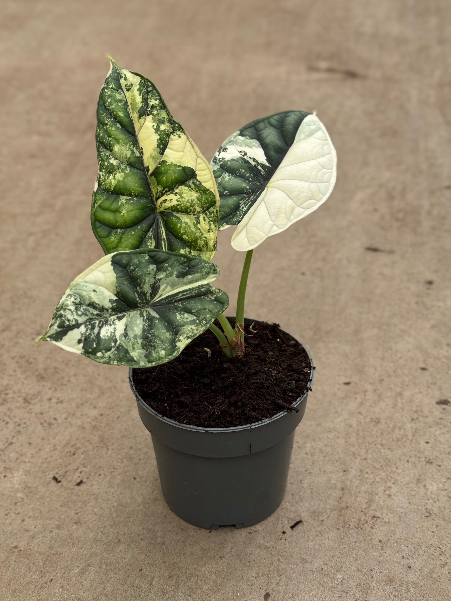 Alocasia Dragon Scale Albo (P14)