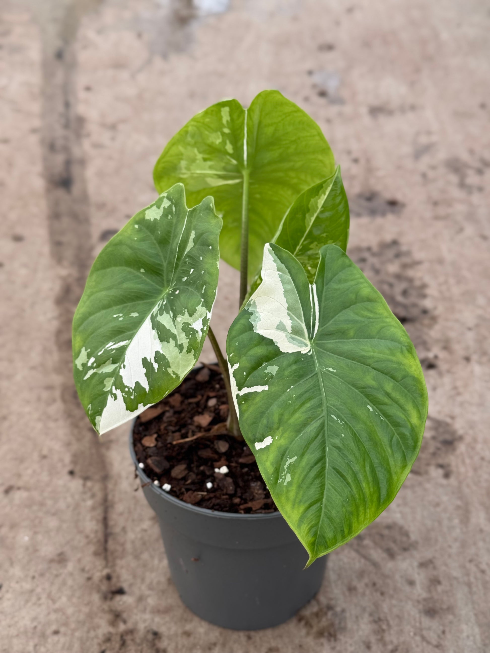 Alocasia Fornicata Variegata (P14)