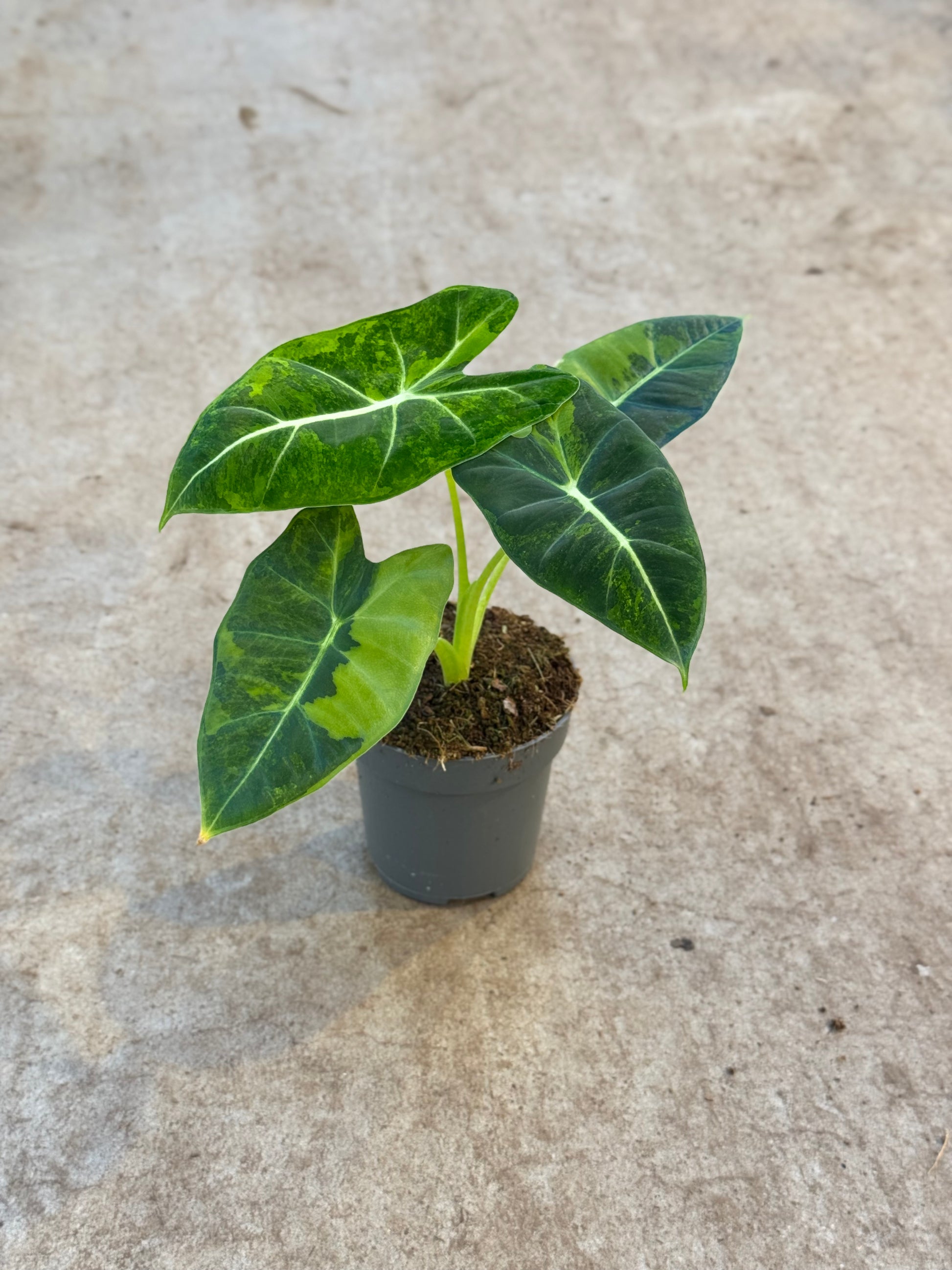 Alocasia Frydek Green On Green (P10)