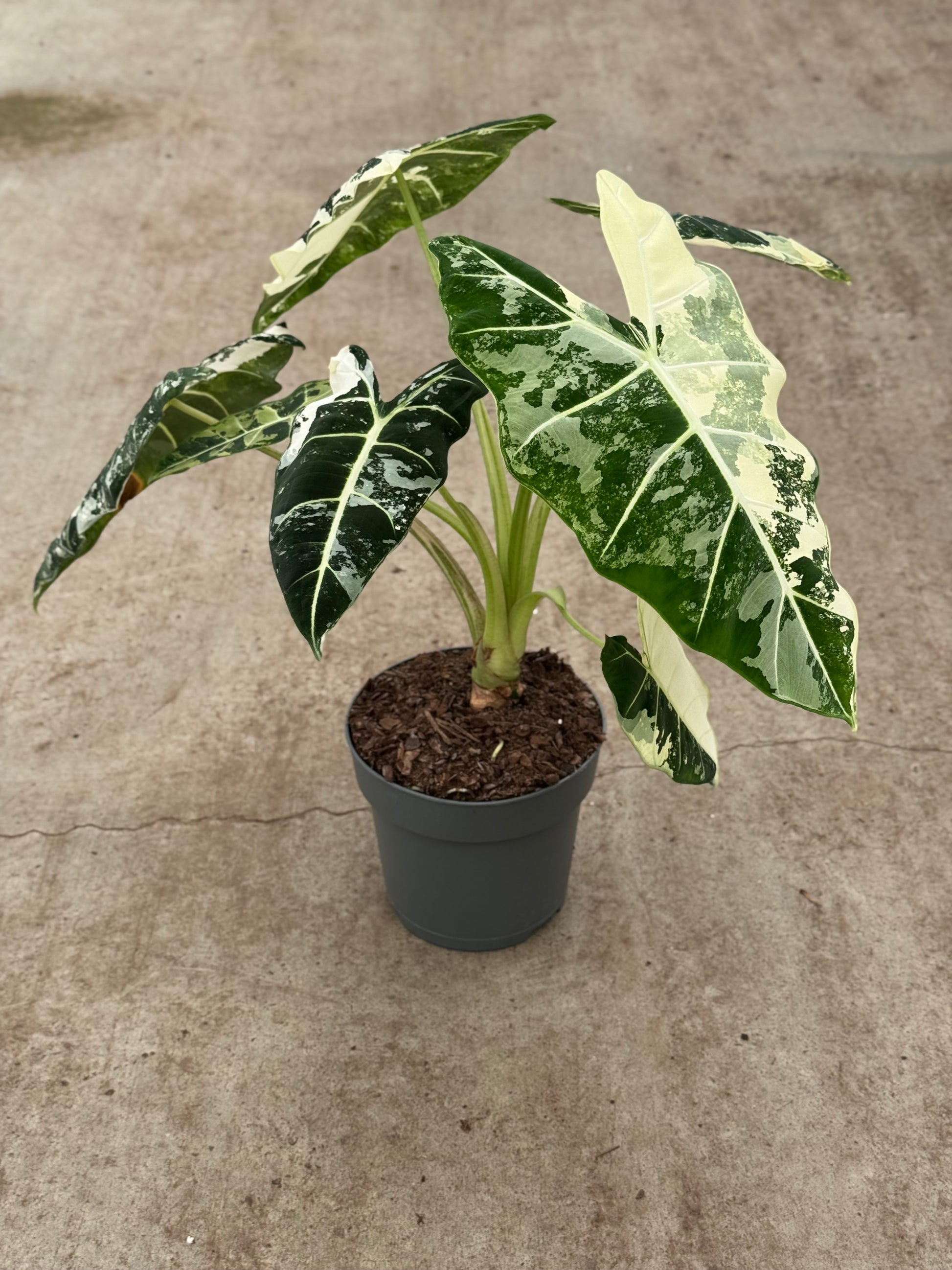 Alocasia Frydek Variegata XL (P17)