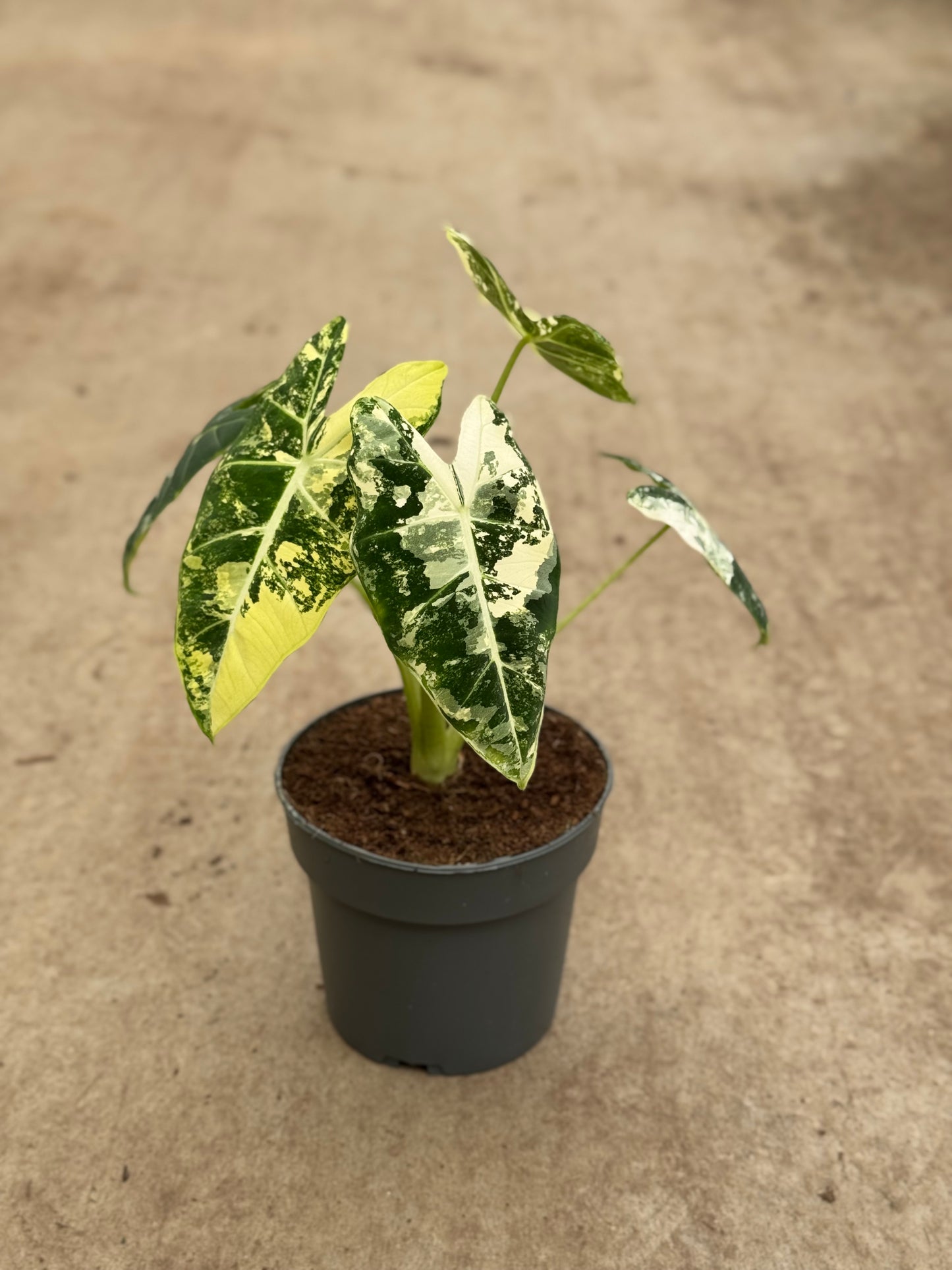 Alocasia Frydek Variegata (P14)