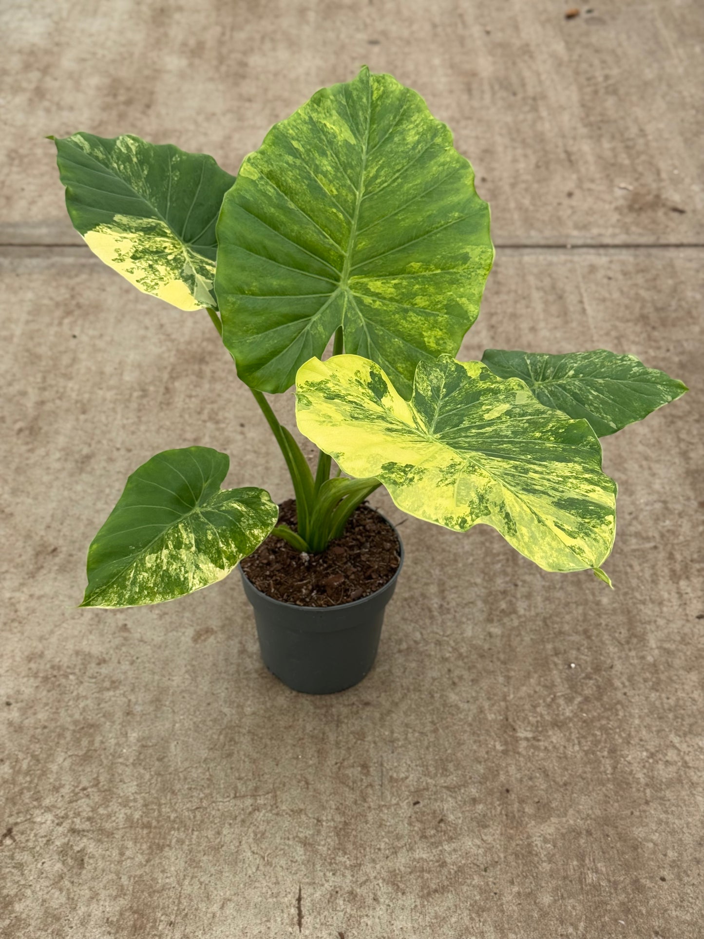 Alocasia Gageana Aurea Variegata (P14)
