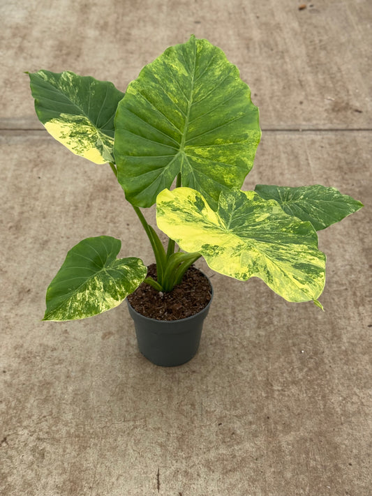 Alocasia Gageana Aurea Variegata (P14)