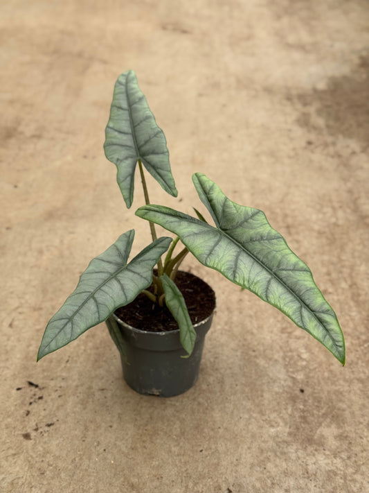 Alocasia Heterophylla (P14)