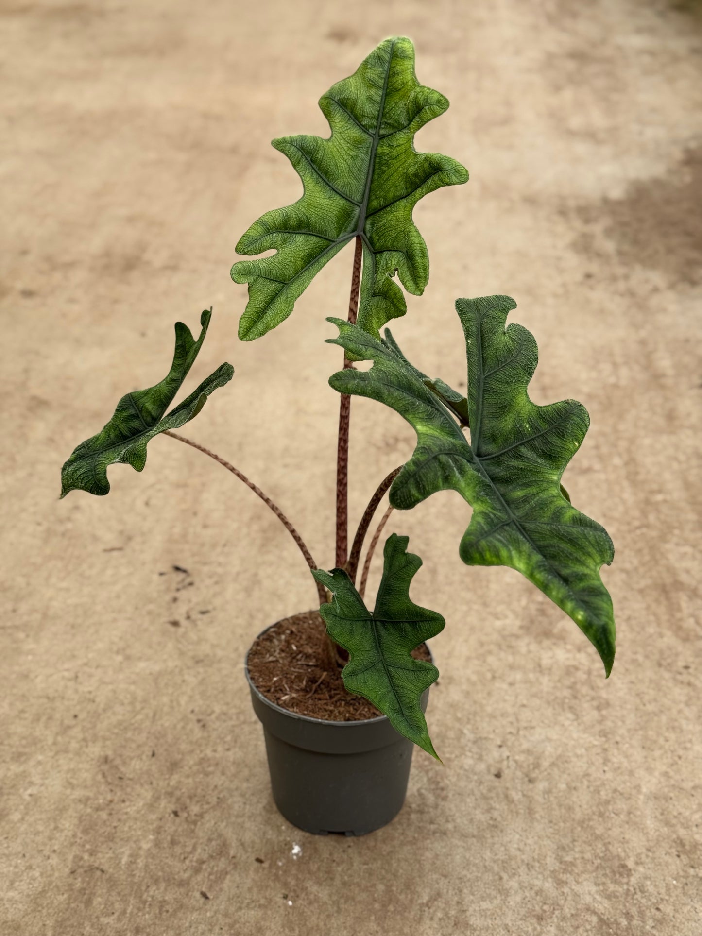 Alocasia Jacklyn (P14)