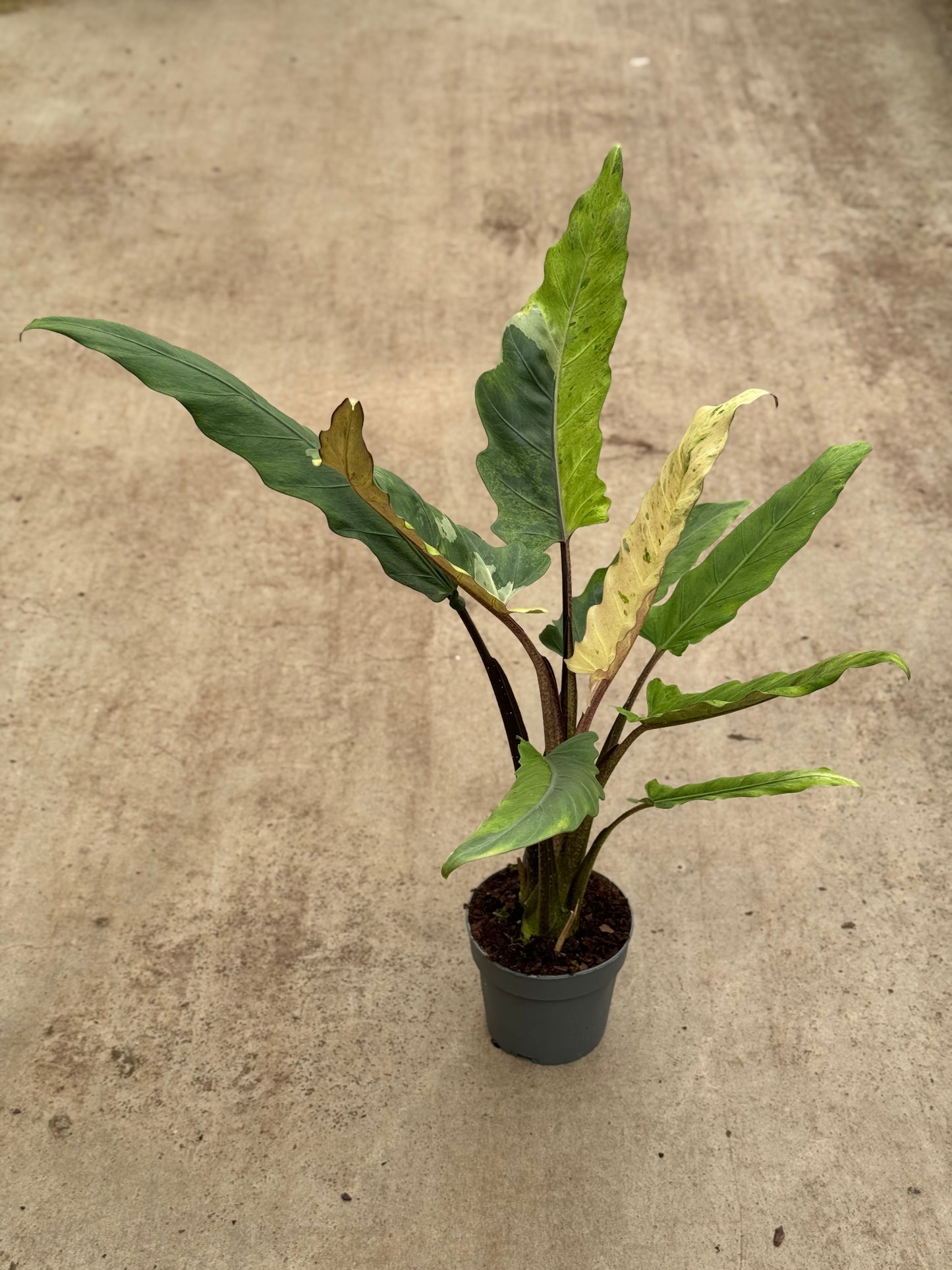Alocasia Lauterbachiana Variegata (P14)