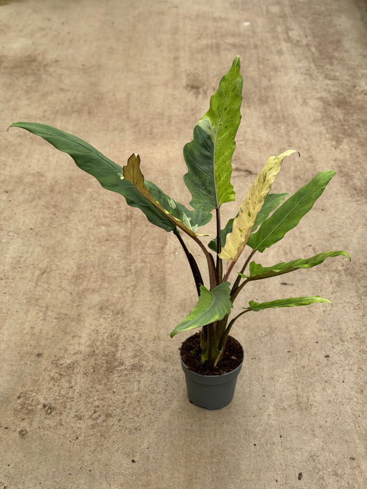 Alocasia Lauterbachiana Variegata (P14)
