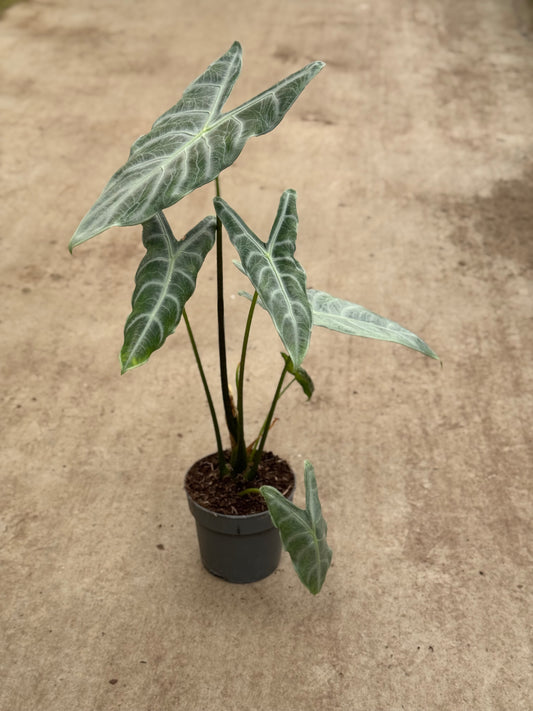 Alocasia Longiloba Silver (P14)