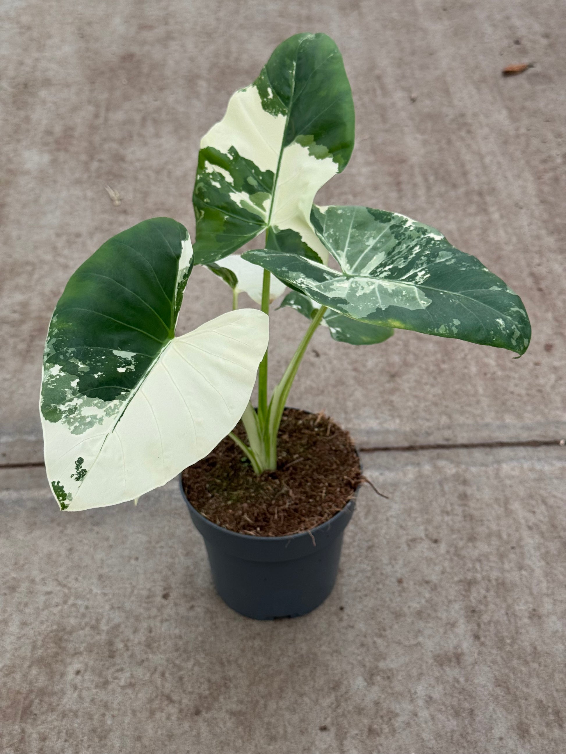 Alocasia Macrorrhiza Albo Variegata (P14)