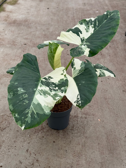 Alocasia Macrorrhiza Albo Variegata (P17)