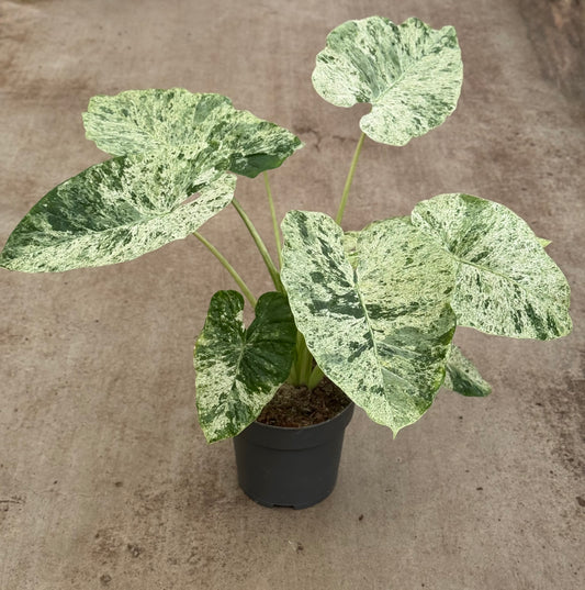 Alocasia Macrorrhiza Splash Variegata XXL (P24)