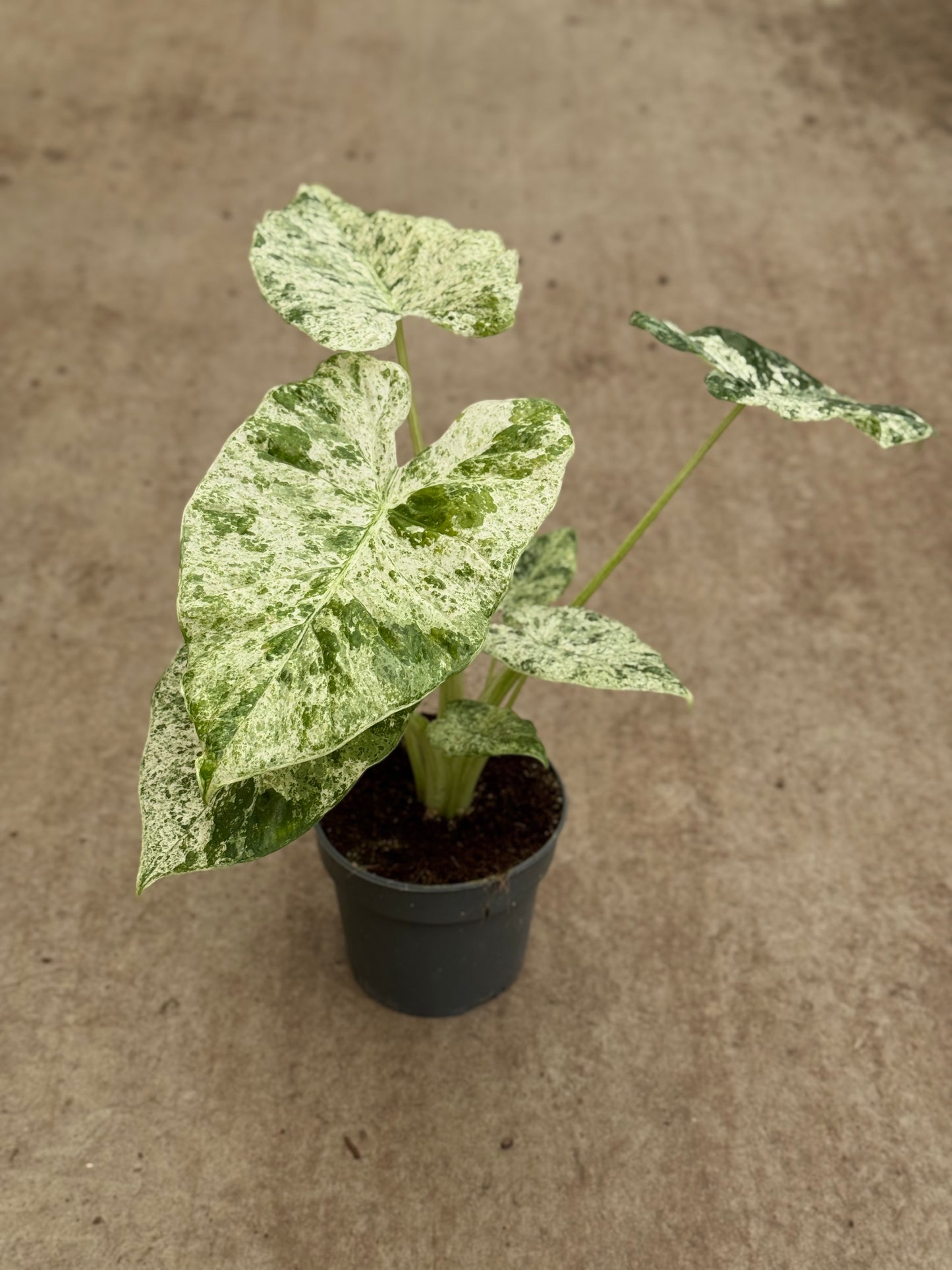 Alocasia Macrorrhiza Splash Variegata (P14)
