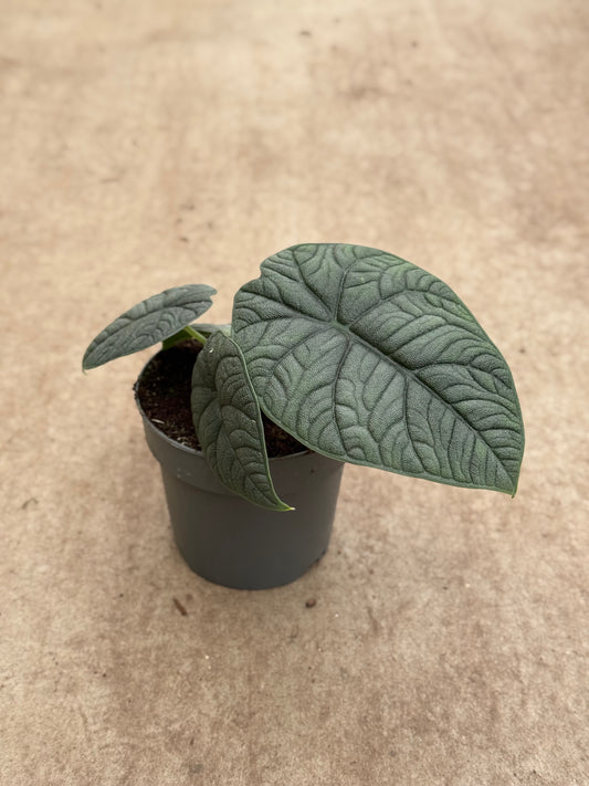 Alocasia Melo (P14)