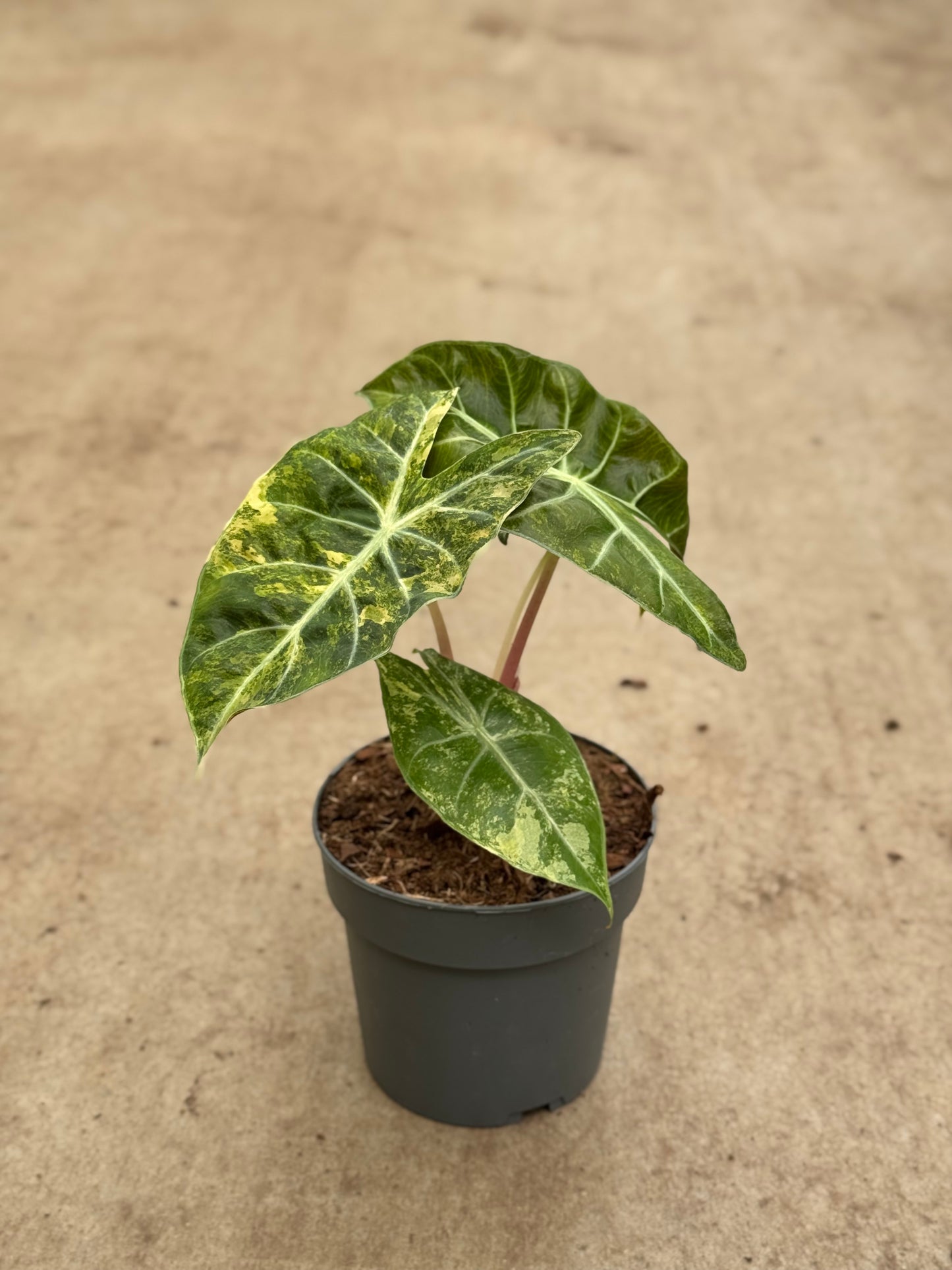 Alocasia Nairobi Nights Variegata (P14)