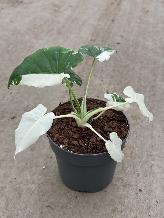 Alocasia Okinawa Silver (P14)